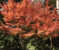 Centos7下使用Redis