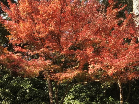 Go语言hey负载测试工具