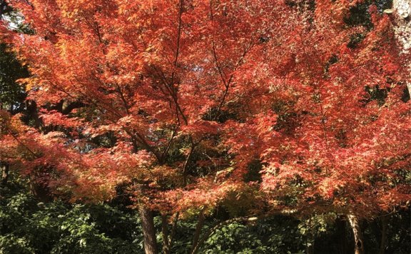 Centos7下使用Redis