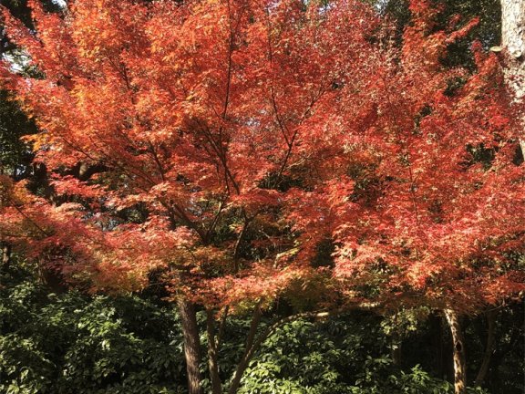 Go语言hey负载测试工具